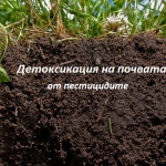 detoksikacia-ot-pesticidite