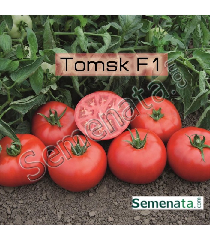 Семена за домати Томск ( Tomsk F1 ) добра цена Семена за домати Томск ( Tomsk F1 ) добра цена